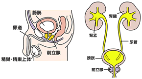 前立腺の図